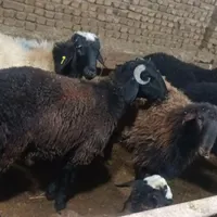 قصاب (سلاخ)