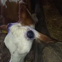 سم تراشی و شاخ بری گاو وگوساله|خدمات پیشه و مهارت|اردبیل, |دیوار