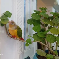 پرنده