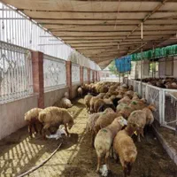 دامداری برکت شاهان شعبه 1شهر ری تهران گوسفند زنده|حیوانات مزرعه|ری, دولت‌آباد|دیوار