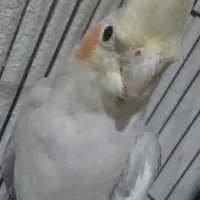 عروس هلندی ماده