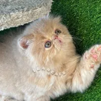 بچه گربه های پرشین اگزاتیک شجره دار