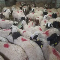 همه وزن همه نژاد گوسفند زنده ارگانیک پلاک دامپزشکی|حیوانات مزرعه|کرج, عظیمیه|دیوار