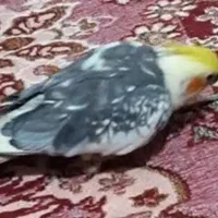 عروس هلندی گمشده در آبپخش|پرنده|برازجان, |دیوار