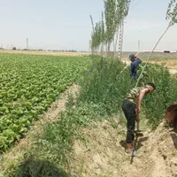 فروش ۲۵۰۰ متری|فروش دفتر صنعتی، کشاورزی، تجاری|هشتگرد, |دیوار
