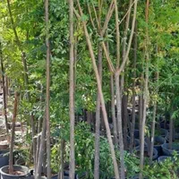نهال درخت درختچه های مثمر با گلدان چند ساله|خدمات باغبانی و درختکاری|کرمانشاه, |دیوار