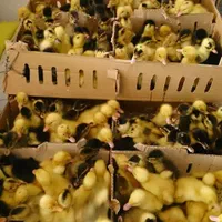 نماینده ورامین در گیلان ، جوجه گلپایگان ،اردک پکنی|حیوانات مزرعه|رشت, گلباغ نماز|دیوار