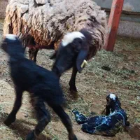 میش ابستن گوسفند دوقلو deroee بره نر ماده ژن قوچ