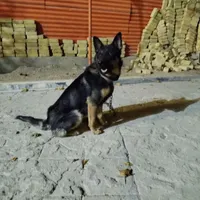 سگ ژرمن خوشگل زبل