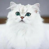 مجموعه گربه های خاص (پرشین بریتیش اسکاتیش)|گربه|شهرکرد, |دیوار