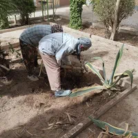 باغبانی.هرس اصولی.داربست. اره برقی. متن رابخانید|خدمات باغبانی و درختکاری|کرمان, |دیوار