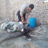 قصاب (سلاخ.ذبح)درمحل|خدمات پذیرایی، مراسم|ساوه, |دیوار