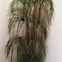 درختچه نخل