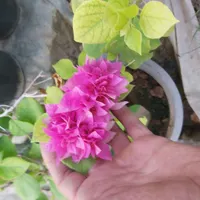 سفارش نخل خرما پاجوش برحی تنه ارتفاع متری|گل مصنوعی|اهواز, فاز ۱ پادادشهر|دیوار