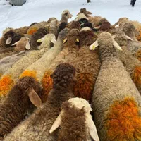 فروش بره پرواری بازار دام گوسفند/زنده