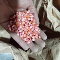 بذر ذرت|خدمات باغبانی و درختکاری|قوچان, |دیوار