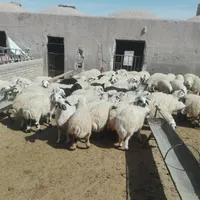 گوسفند زنده روستایی بره صحرا چریده شیشک و قوچ محلی|حیوانات مزرعه|قم, بلوار امین و ساحلی|دیوار
