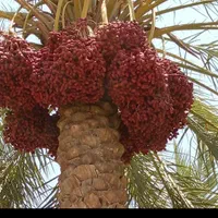 نخلستان با