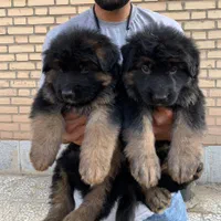 توله سگ ژرمن بلک و دورنگ