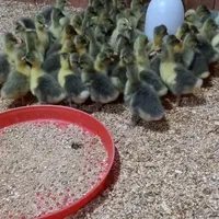 جوجه غازدورگه۵روزه