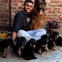 سگ German shepherd،ژرمن شپرد،سگ جواهر،رفیق خانواده
