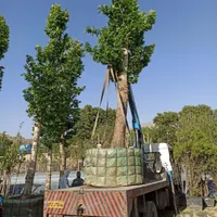 درخت بن بالا برای پایان کار|خدمات باغبانی و درختکاری|تهران, شهر‌زیبا|دیوار