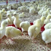 جوجه یکروزه گوشتی308|حیوانات مزرعه|تهران, جمهوری|دیوار