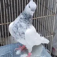 ماده