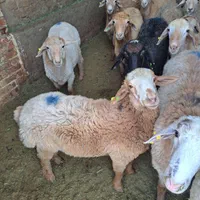 گوسفند بره نر جوان پروار گوشتی|حیوانات مزرعه|تهران, فلاح|دیوار