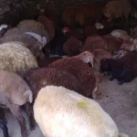 گوسفند زنده عبدی