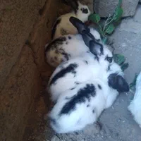 خرگوش  سیاه‌وسفید