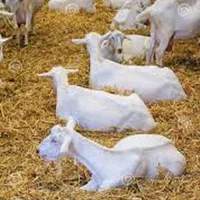 مزرعه شیر بز مروگل