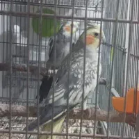 با سلام عروس هلندی ظهر سمت باکری گم کردم ممنون ت