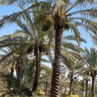 نخلستان در انزلی|خدمات باغبانی و درختکاری|بندر انزلی, |دیوار