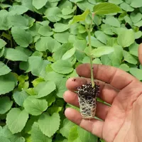نشا گوجه فلفل بادمجان کرفس و...|خدمات باغبانی و درختکاری|مرودشت, تخت جمشید|دیوار