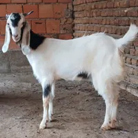 بز پاکستانی