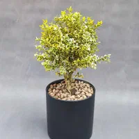 شمشاد نژاد ژاپونیکا * کلکسیونی *|گل و گیاه طبیعی|تهران, تجریش|دیوار