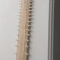 دندان اره ماهی انتیک دکوری
