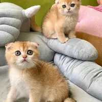 بچه گربه های اسکاتیش بریتیش پرشین iran cats