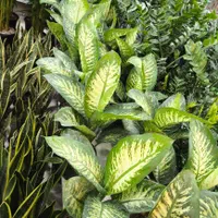 دیفن باخیا تنه درختی پر برگ|گل و گیاه طبیعی|بندرعباس, |دیوار