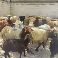 گوسفند زنده اورگانیگ100%100سالم باقصاب مصارف خانگی|حیوانات مزرعه|تهران, تسلیحات|دیوار