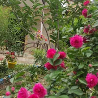 ویلا،خونه باغ روستایی جنگلی|اجارهٔ کوتاهمدت ویلا و باغ|گرگان, |دیوار