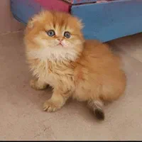 بچه گربه اشرافی|گربه|اهواز, رسالت|دیوار