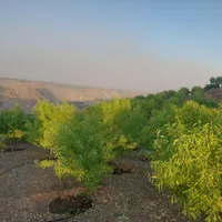 باغ بادام ،مزرعه فدک، آب پمپاژ، سند دار|فروش دفتر صنعتی، کشاورزی، تجاری|اصفهان, آبشار|دیوار