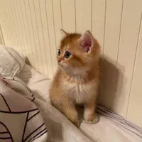 گربه های طلایی‌ برای خوش‌سلیقه‌ ها