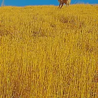 گمشده