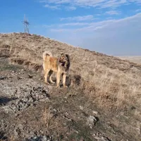 سگ سرابی گله