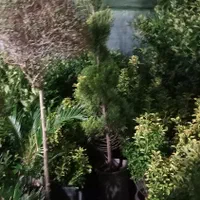 شمشاد یاس هلندی کاج بلند بزرگ نهال درخت گل وگیاه|خدمات باغبانی و درختکاری|تهران, باغ خزانه|دیوار