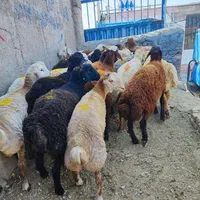 گوسفند زنده اندیشه فاز ۱،۲،۳،۴،۵ حضوری و آنلاین|حیوانات مزرعه|اندیشه, |دیوار