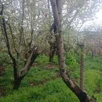 ویلا باغ بافت سهیلیه زعفرانیه زکی اباد